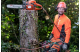 Купити Професійна Бензопила Husqvarna 545 II (9676906-35). Офіційний магазин Хускварна Україна, фірмова гарантія з доставкою по Украіні