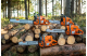 Купить Бензопила Husqvarna 61 (9670623-18). Официальный магазин Хускварна Украина, фирменная гарантия с доставкой по Украине.