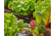 Купити З'єднувач Т-подібний Gardena Micro-Drip-System для шлангів 4,6 мм 10 шт. (13211-20.000.00). Офіційний магазин Хускварна Україна, фірмова гарантія з доставкою по Украіні