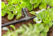 Купити З'єднувач Т-подібний Gardena Micro-Drip-System для шлангів 4,6 мм 10 шт. (13211-20.000.00). Офіційний магазин Хускварна Україна, фірмова гарантія з доставкою по Украіні