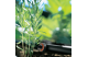 Купити Крапельниця Gardena Micro-Drip-System кінцева вирівнююча тиск 2 л/год (упаковка 10 од.) (08310-29.00.00). Офіційний магазин Хускварна Україна, фірмова гарантія з доставкою по Украіні