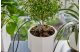 Купити Набір Gardena Holiday Watering для поливу в вихідні дні (13366-20.000.00). Офіційний магазин Хускварна Україна, фірмова гарантія з доставкою по Украіні