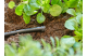 Купити Заглушка Gardena Micro-Drip-System для шлангів 4,6 мм (3/16") (комплект 10 од.) (13215-20.000.00). Офіційний магазин Хускварна Україна, фірмова гарантія з доставкою по Украіні