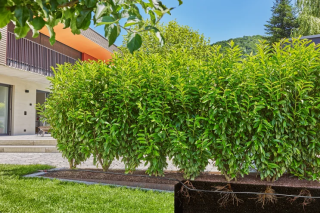 Купити Шланг Gardena Micro-Drip-System для мікрокапельного поливу, 13 мм (1/2"), 25 м Фірмовий інтернет магазин офіційна садова техніка Гардена Україна в Ірпіні